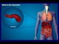 What is the Pancreas?